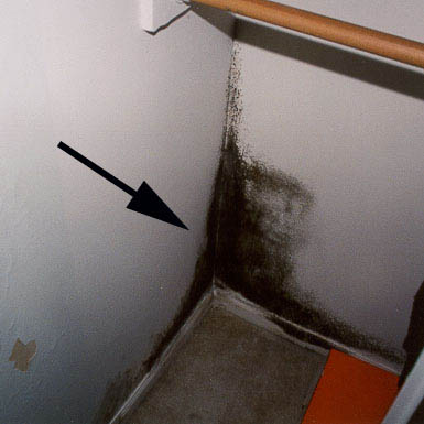 mold in closet